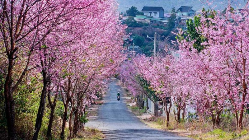 Hoa mai anh đào Hoa mai anh đào